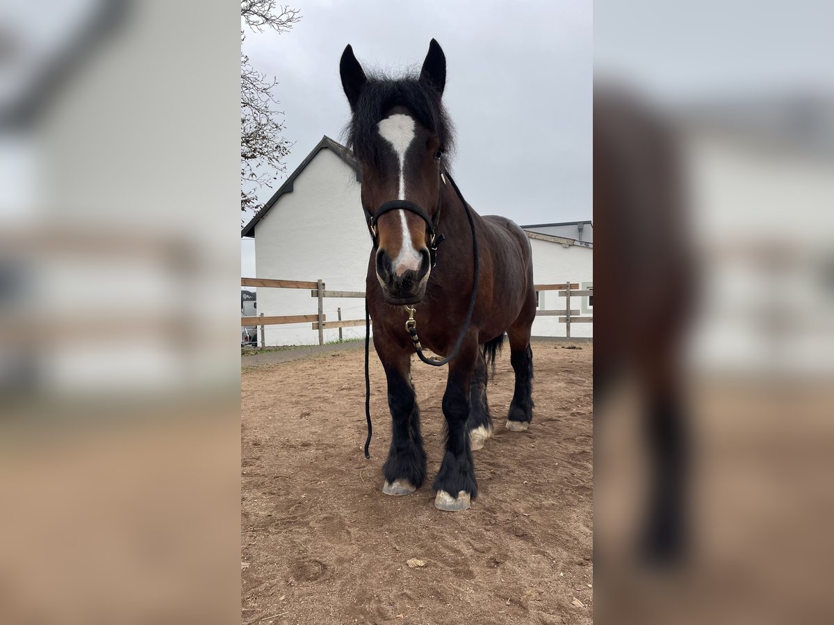 Ardennais Jument 4 Ans 162 cm Bai brun in Arzfeld