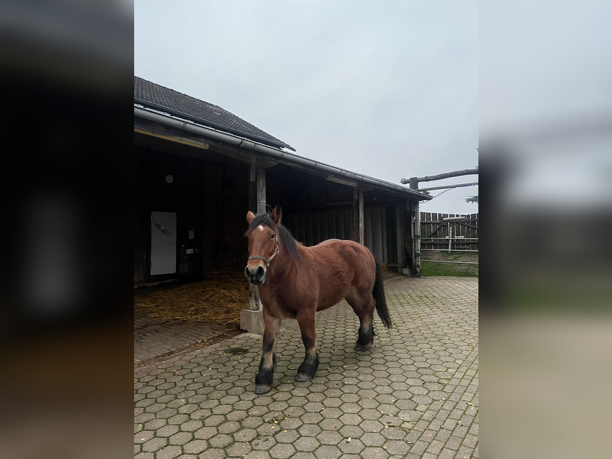 Ardennais Jument 9 Ans 160 cm Bai in Waldeck