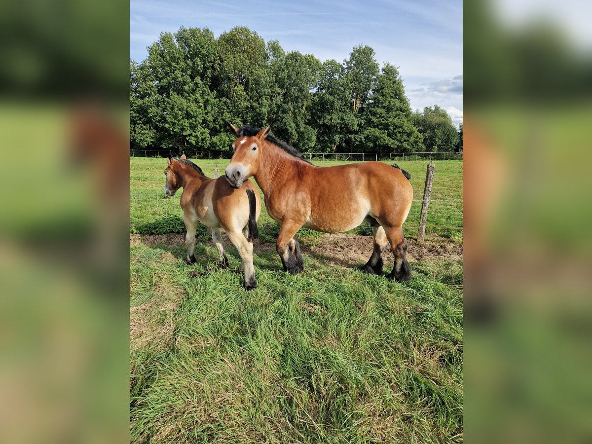 Ardennais Jument 9 Ans Bai in Hoffen ( Leiterswiller)