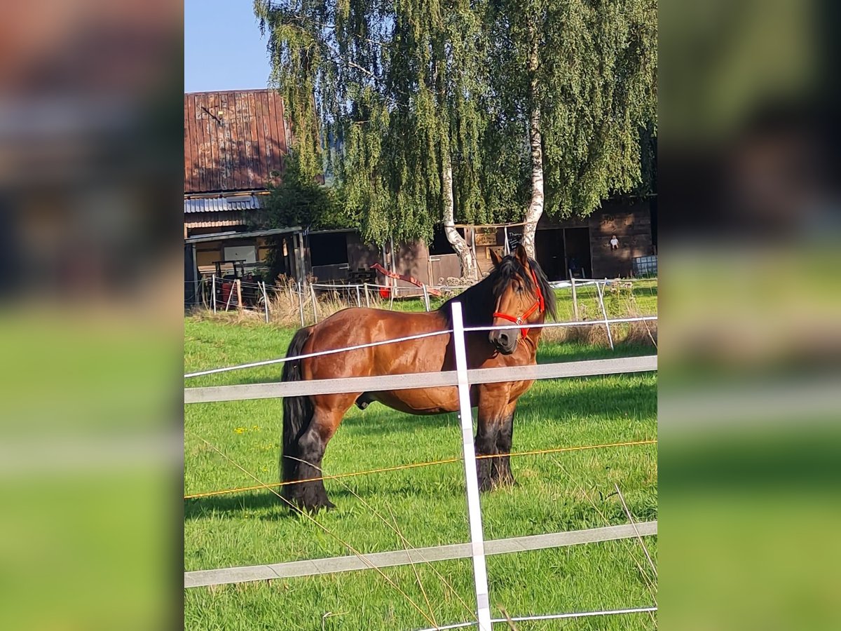 Ardenner Hengst 10 Jaar 160 cm Bruin in Blankenheim
