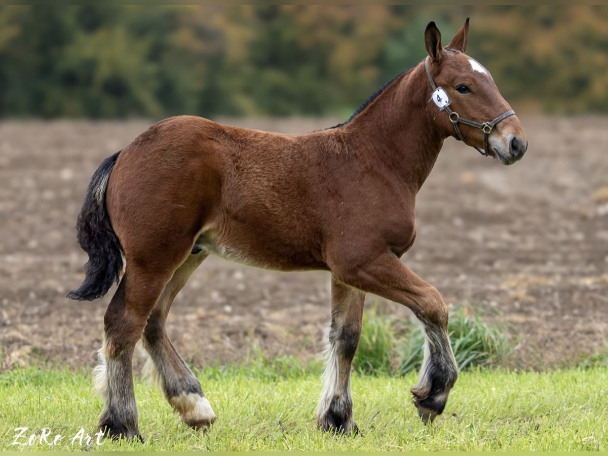 Ardenner Hengst 1 Jaar 170 cm Bruin in Boll