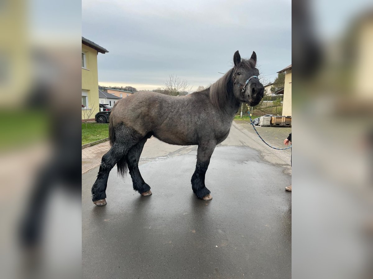 Ardenner Hengst 2 Jaar 175 cm Blauwschimmel in Gentingen