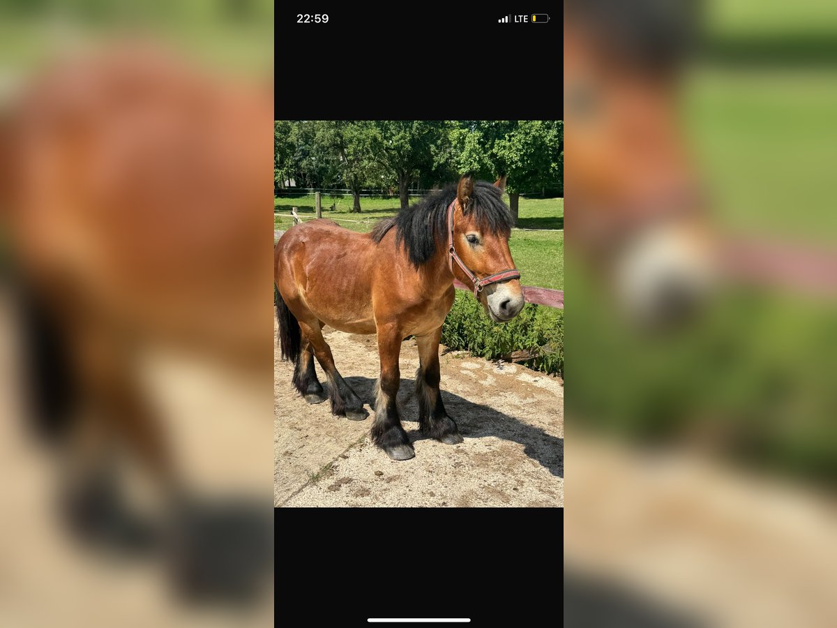 Ardenner Hengst 2 Jahre 150 cm Brauner in Rittersdorf