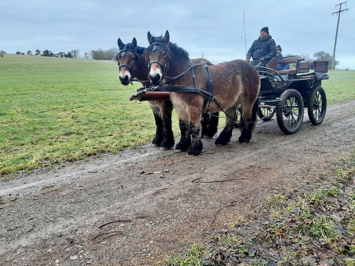 Ardenner Hengst 3 Jaar Bruin in Nettersheim