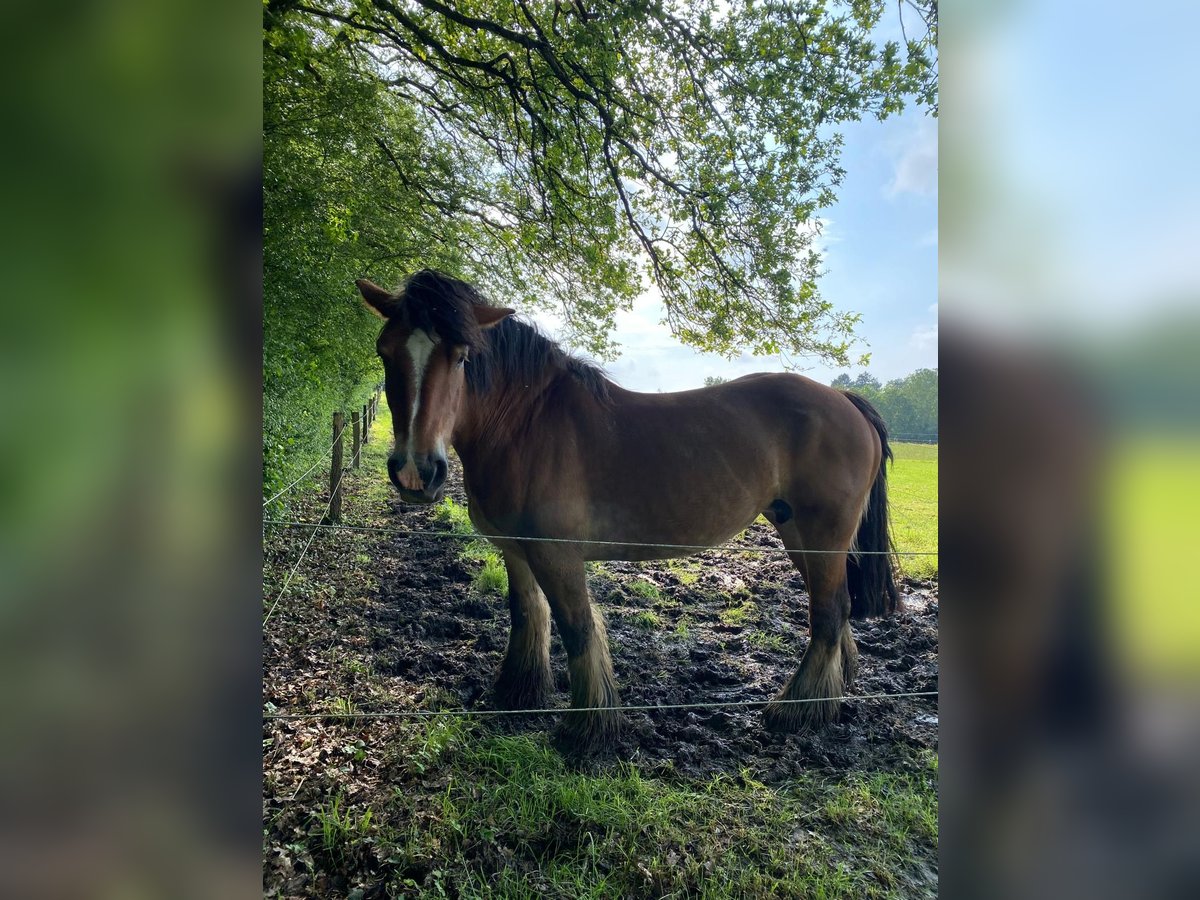 Ardenner Merrie 13 Jaar Bruin in Rochefort