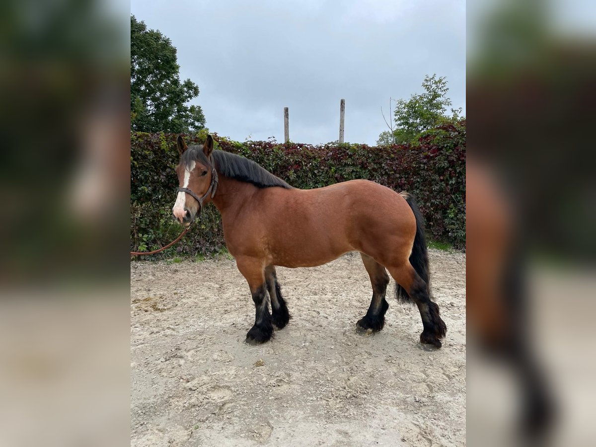 Ardenner Merrie 4 Jaar 162 cm Bruin in Libramont