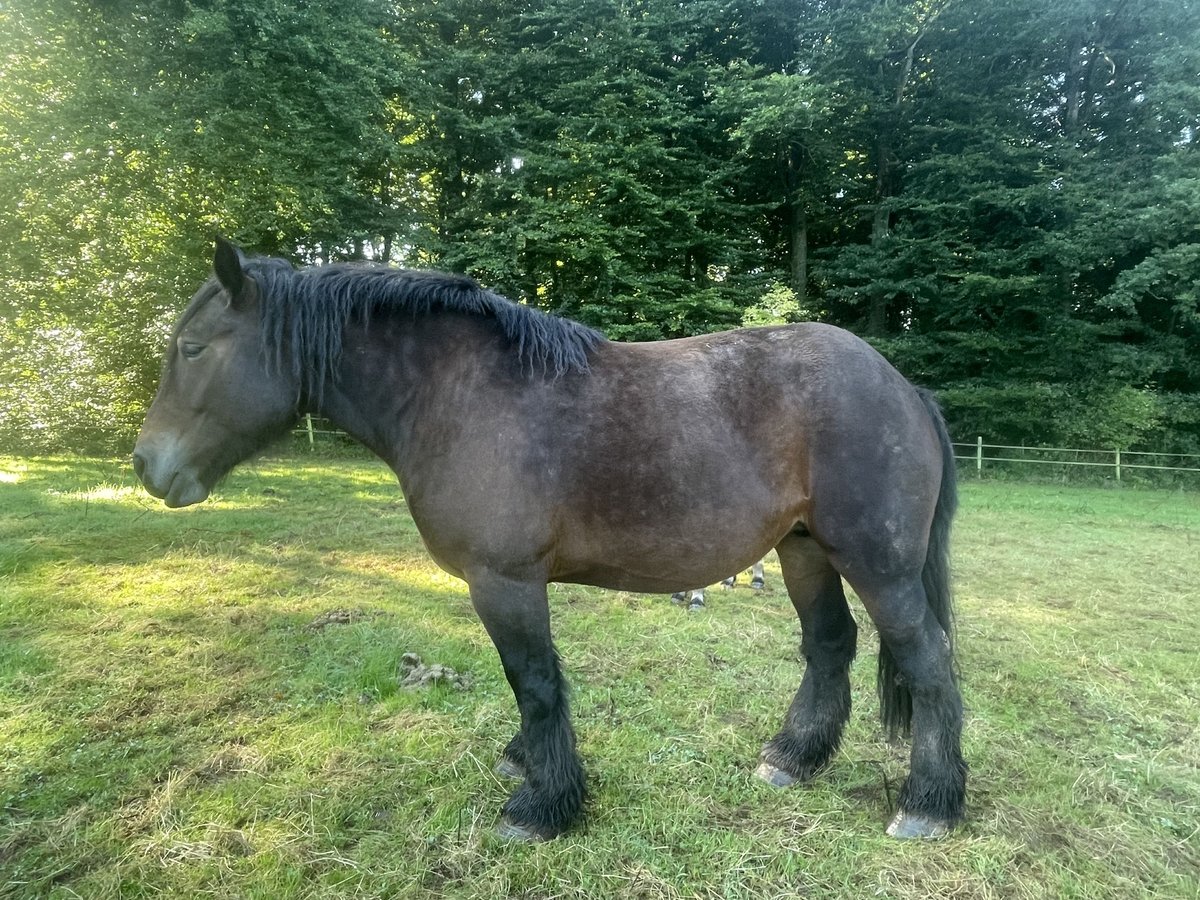 Ardenner Merrie 5 Jaar Donkerbruin in Diekirch