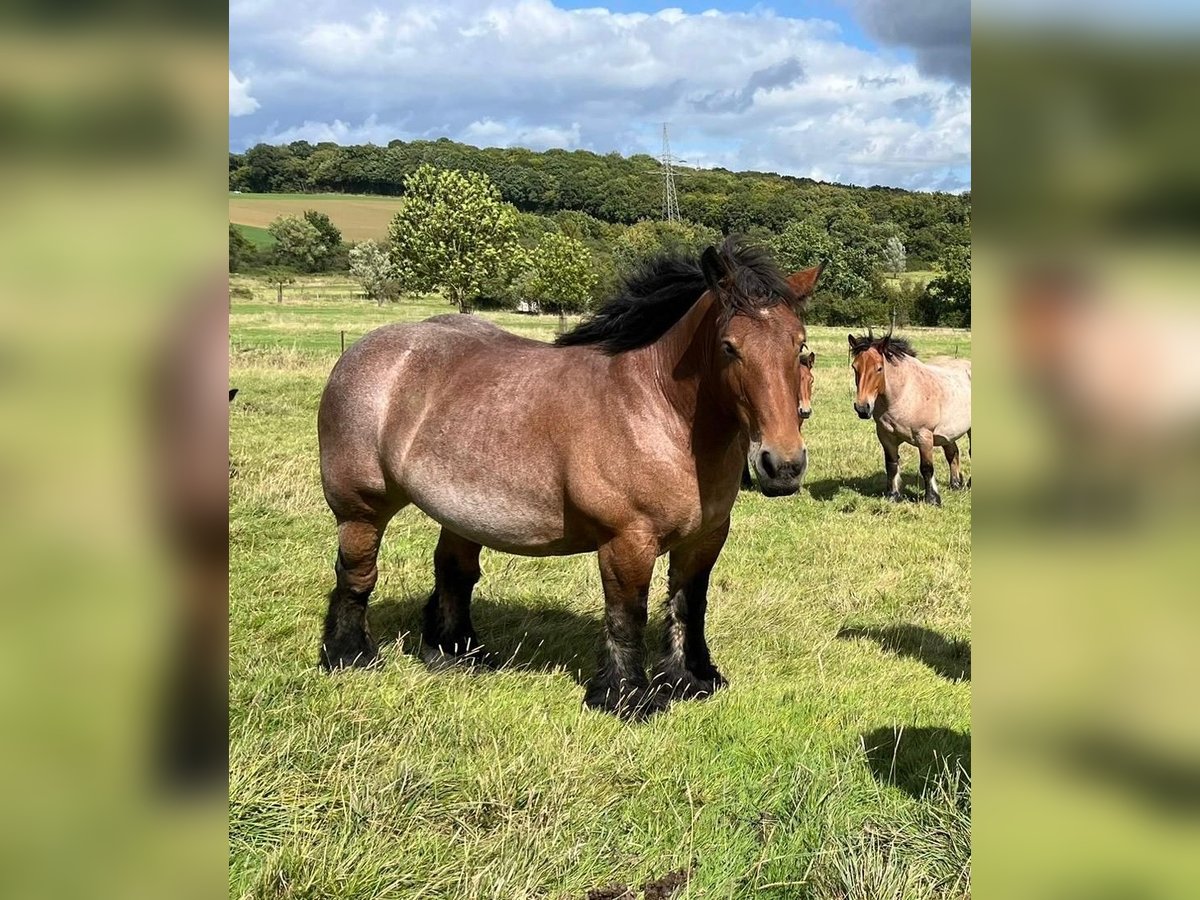 Ardenner Stute 6 Jahre 160 cm Roan-Bay in Daleiden