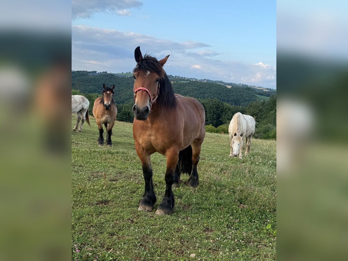 Ardenner Stute 8 Jahre 158 cm Brauner in Daleiden