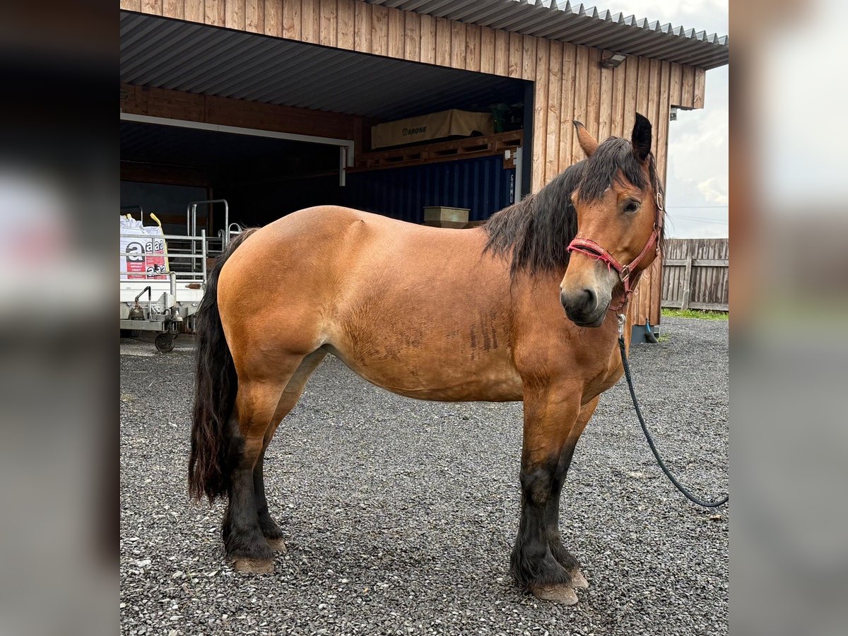 Ardenner Stute 8 Jahre 166 cm Brauner in Daleiden