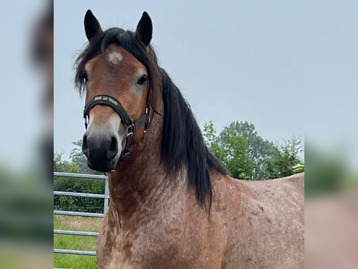 Ardenner Wallach 3 Jahre 160 cm Brauner in Schleim&#xFC;nde