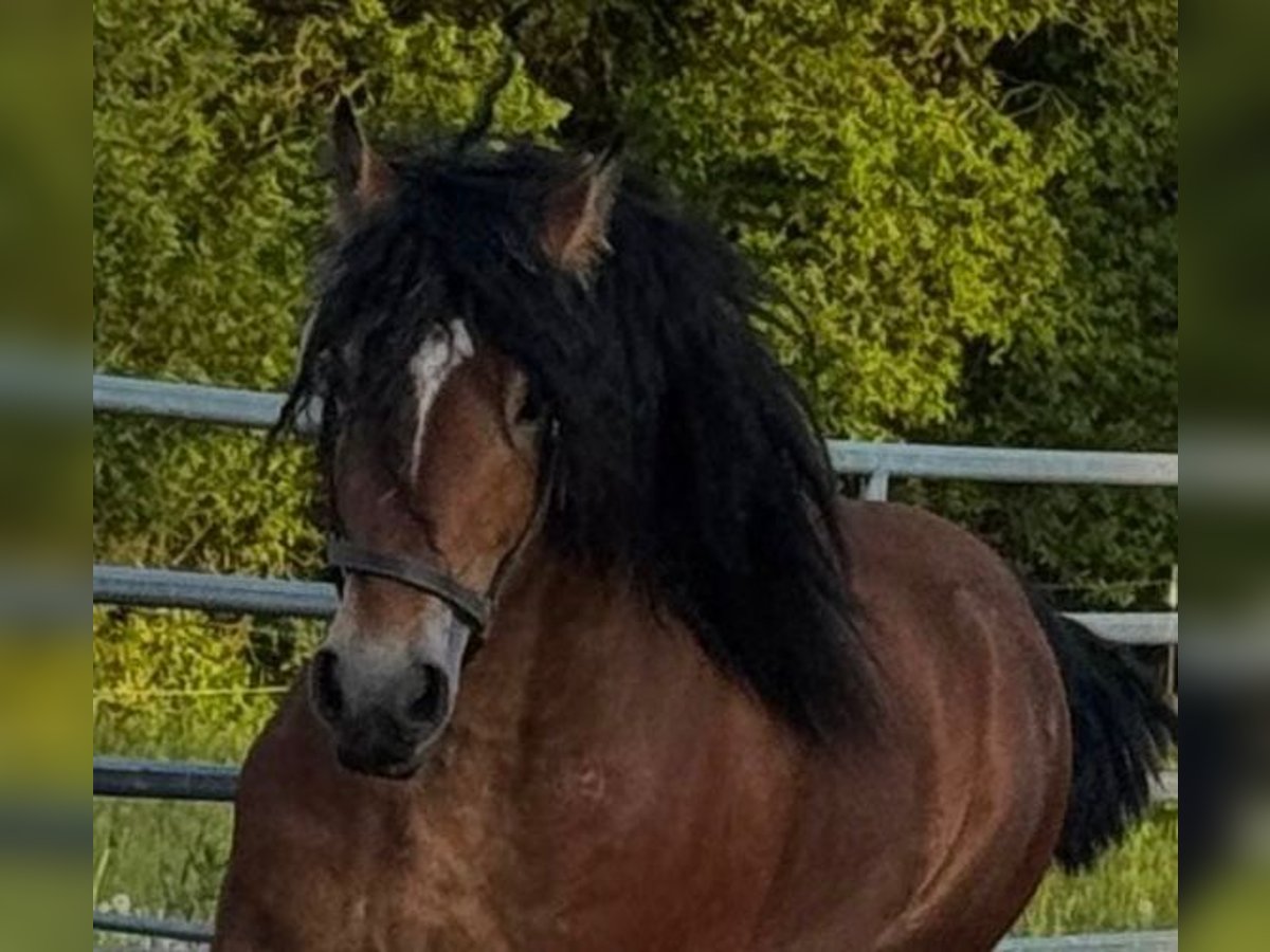 Ardenner Wallach 6 Jahre 162 cm Brauner in H&#xFC;rup