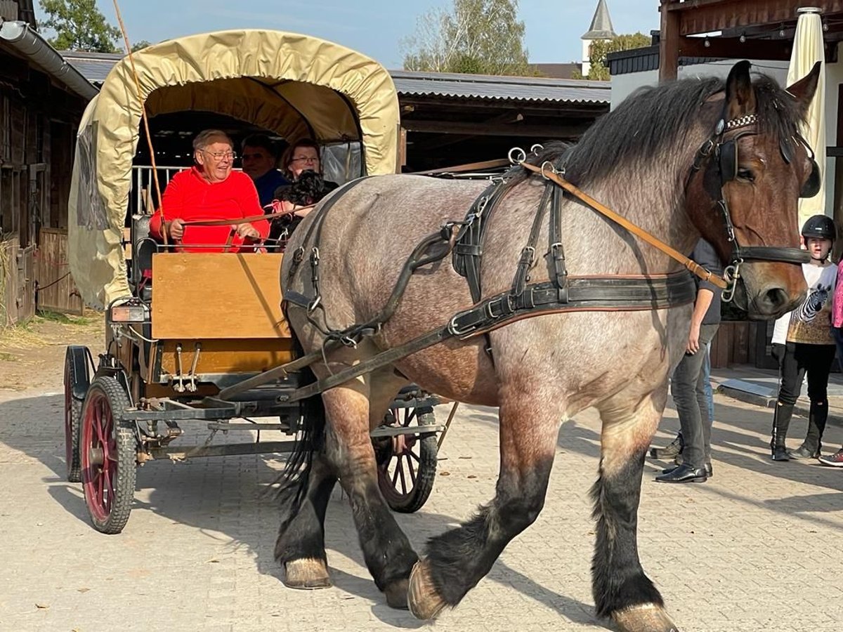 Ardenner Wallach 8 Jahre 172 cm Braunfalbschimmel in Sulzbachtal