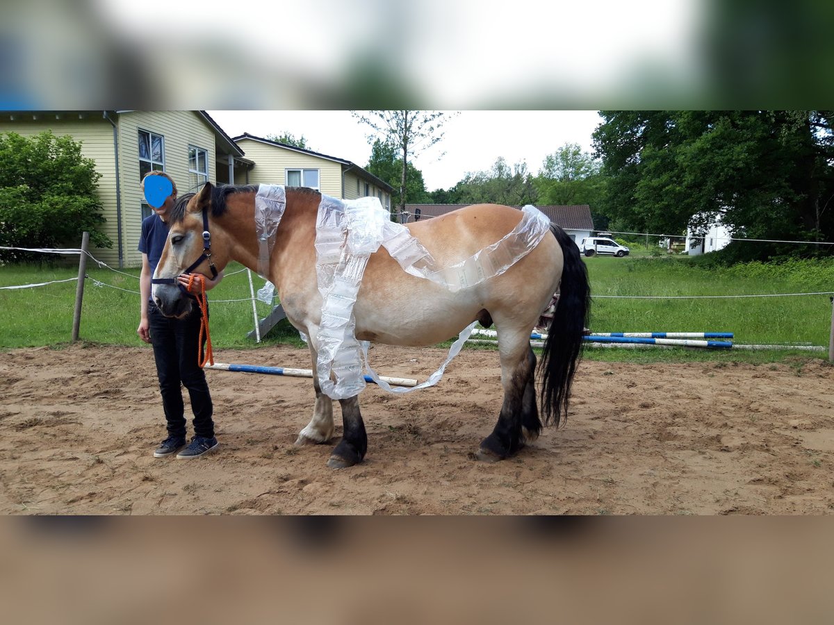 Ardennes Gelding 11 years 15,2 hh Brown-Light in Wedemark