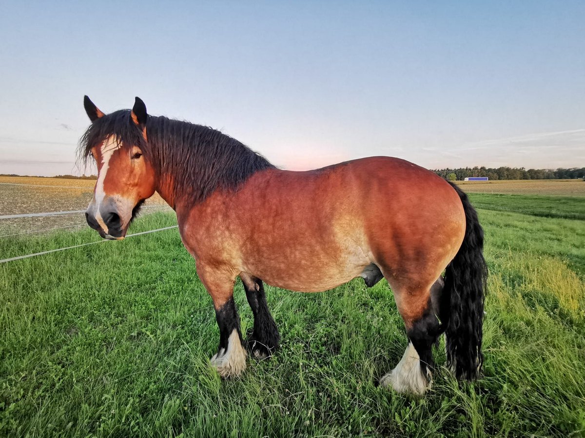 Ardennes Gelding 14 years 16,1 hh Brown in Kirchberg an der Jagst