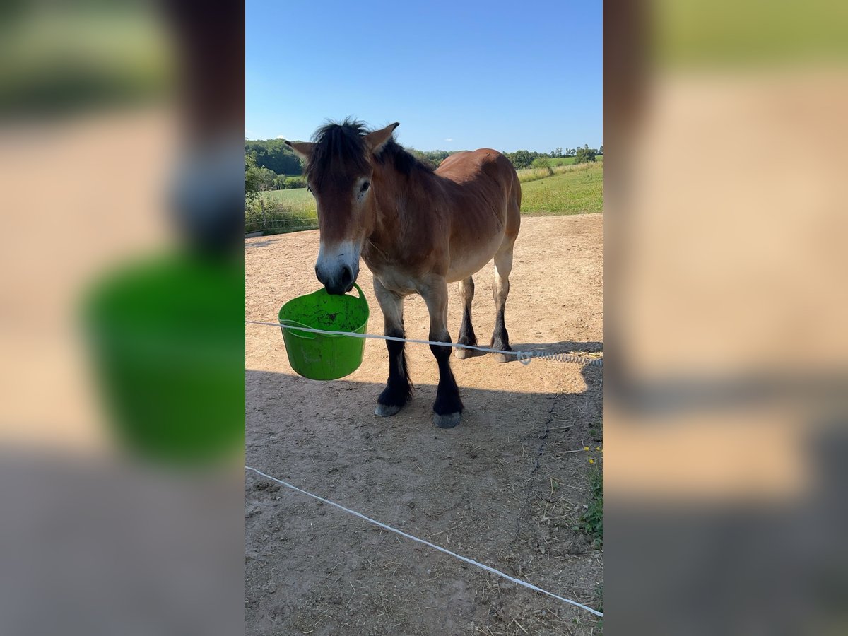 Ardennes Gelding 2 years 14,2 hh Brown-Light in Merzkirchen