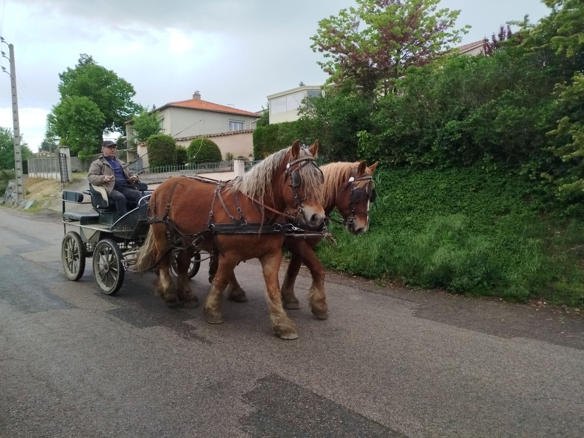 Ardennes Gelding 4 years 15,1 hh Chestnut-Red in Souternon