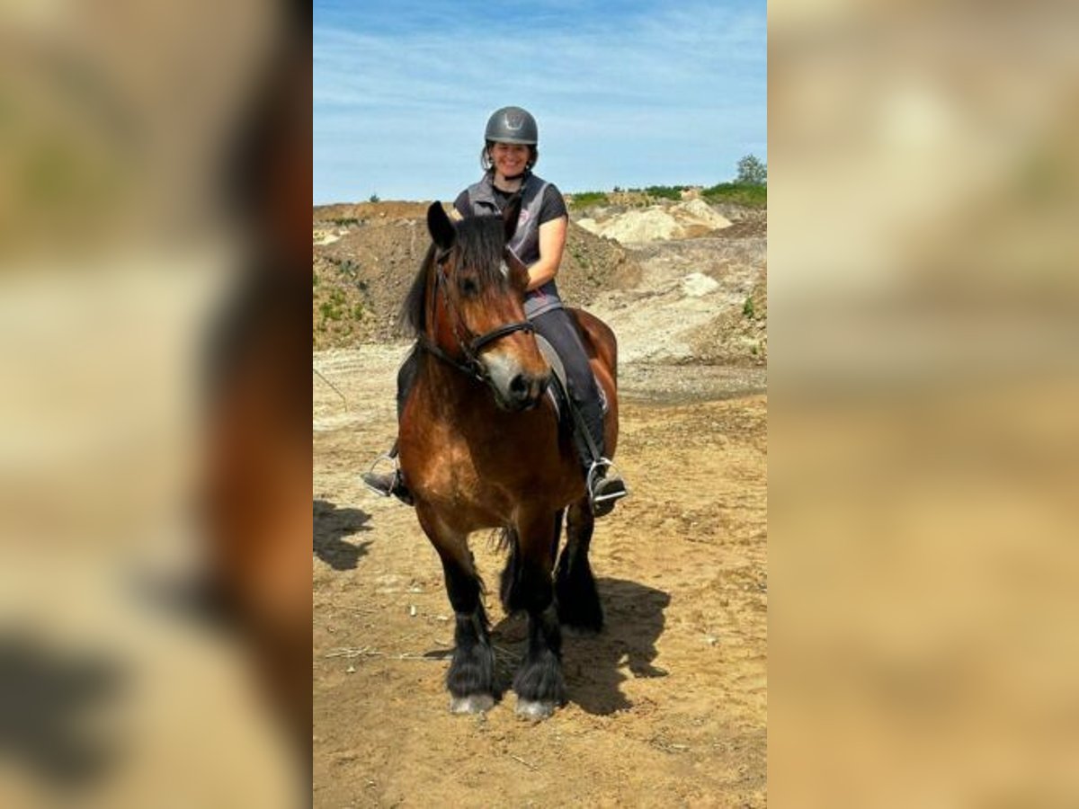 Ardennes Mare 13 years 14,2 hh Brown in Burgwedel