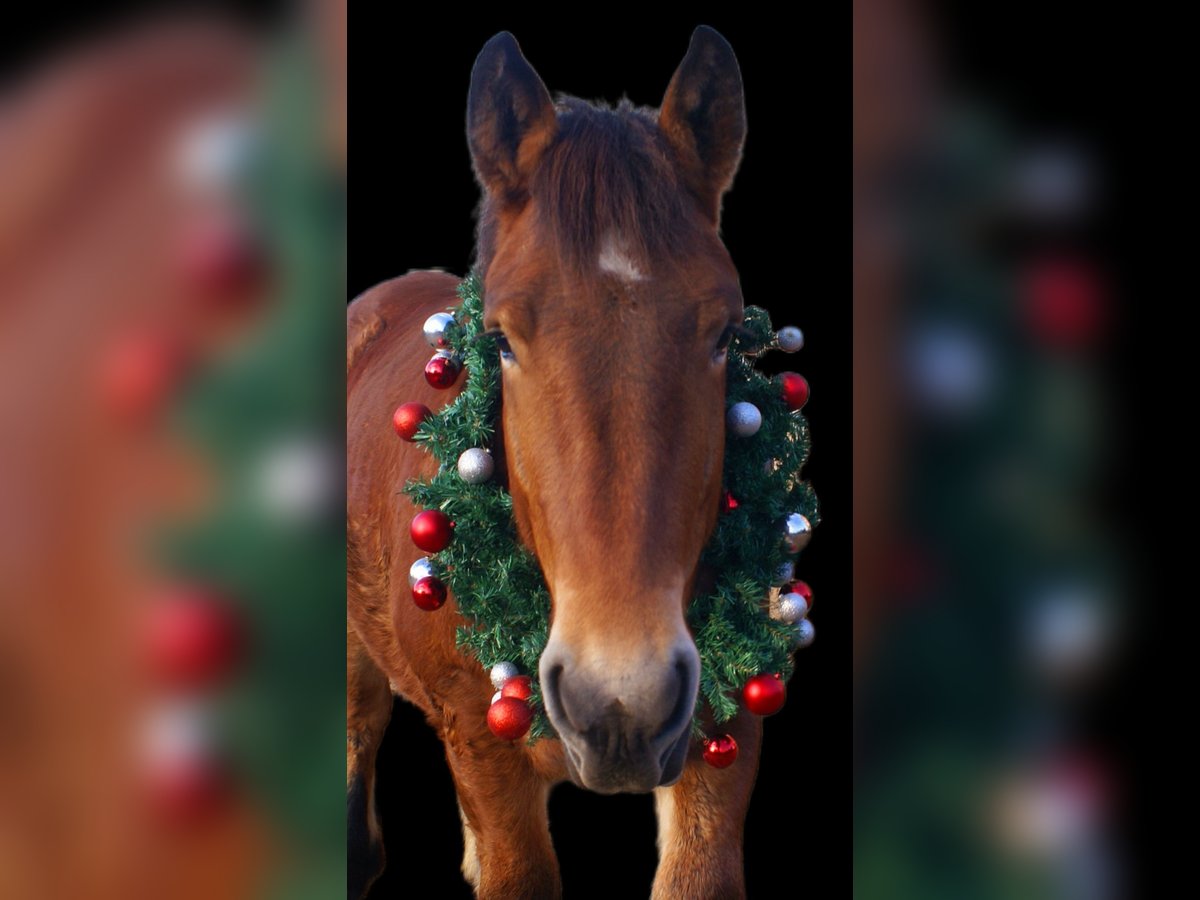 Ardennes Mare 2 years 15,1 hh Brown in Velpke