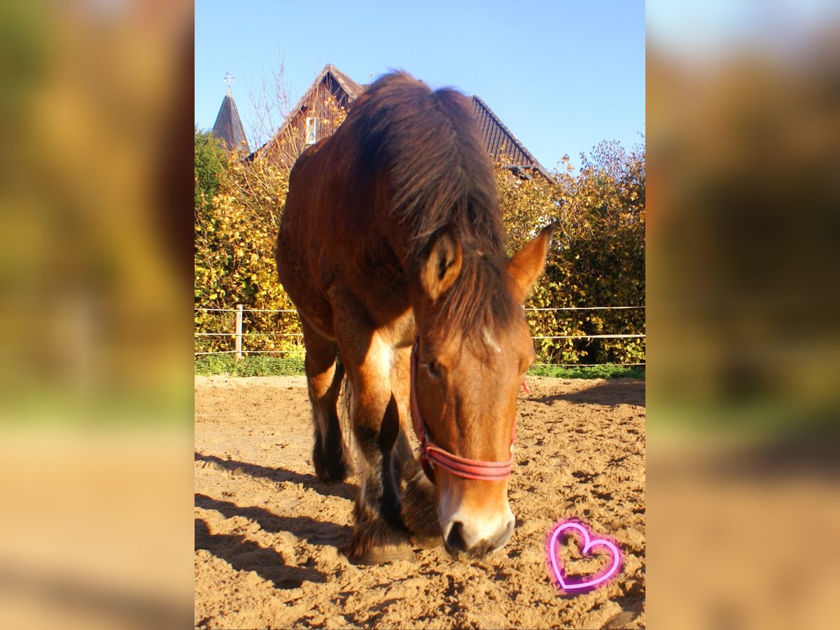 Ardennes Mare 2 years 15,1 hh Brown in Velpke