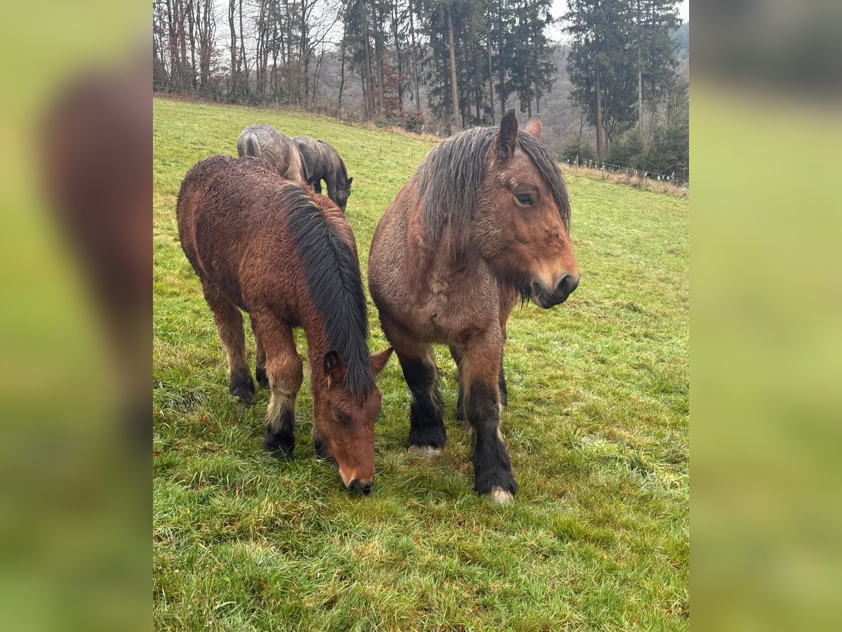 Ardennes Mare 4 years 14,2 hh Roan-Bay in Daleiden