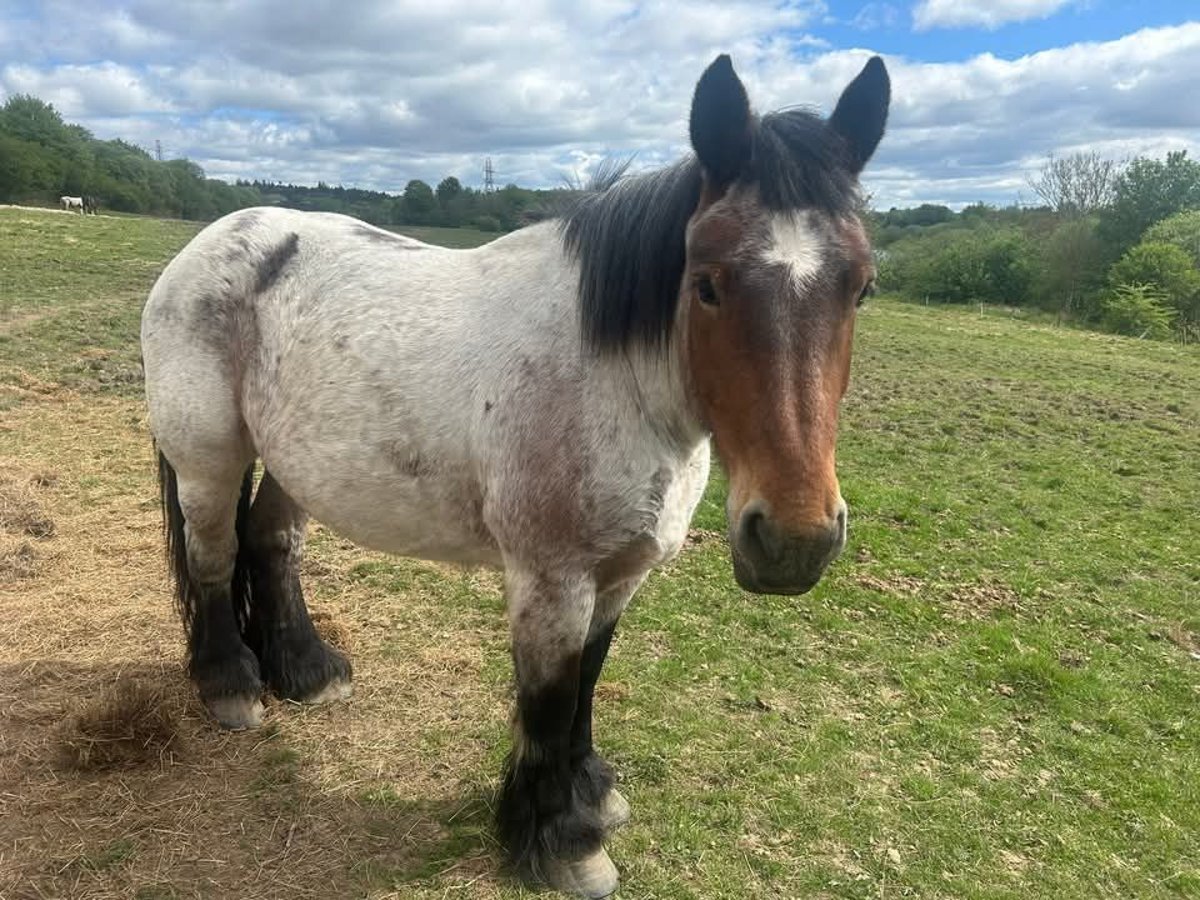 Ardennes Mare 5 years 15 hh Roan-Bay in Dunfermline