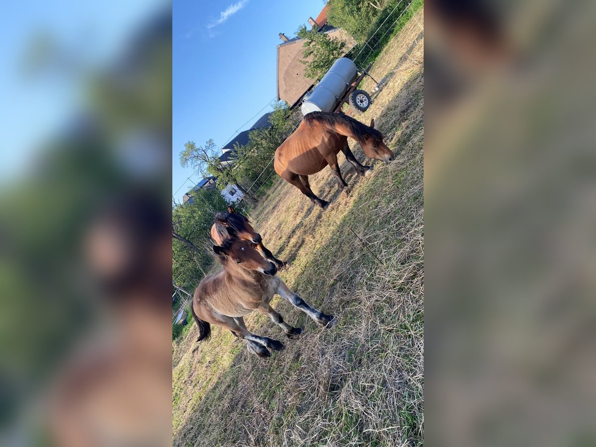 Ardennes Stallion 1 year 15,1 hh Brown in Merzkirchen