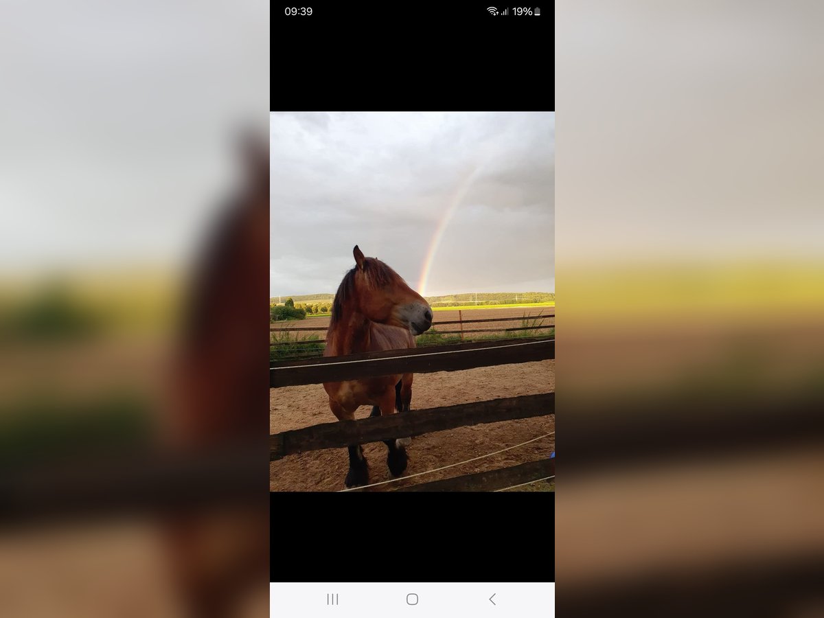 Ardennes Stallion Brown in Lamspringe