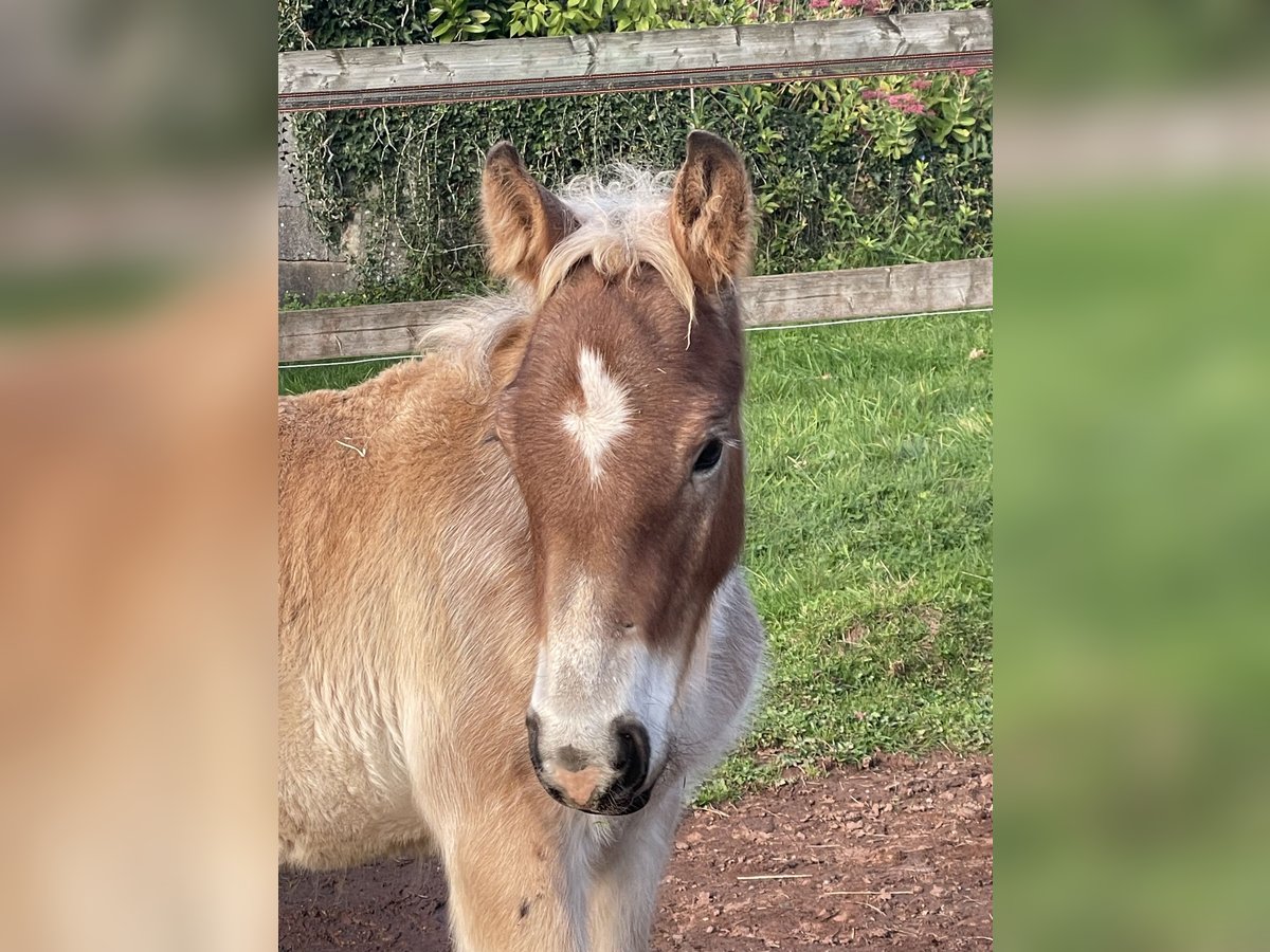 Ardennes Stallion Foal (07/2025) Brown in Diekirch