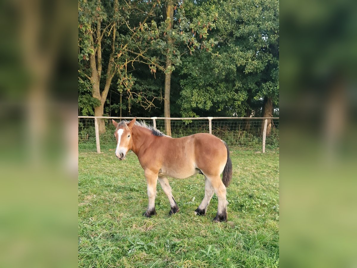 PICTURES OF Ardennes or Ardennais mare with foals