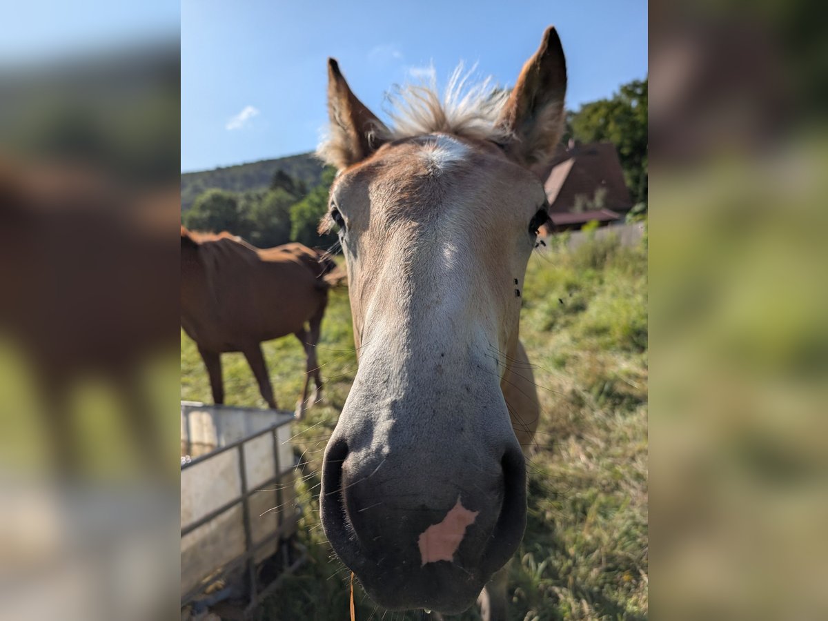 Ardennes Stallion Foal (04/2025) Chestnut-Red in Sondershausen