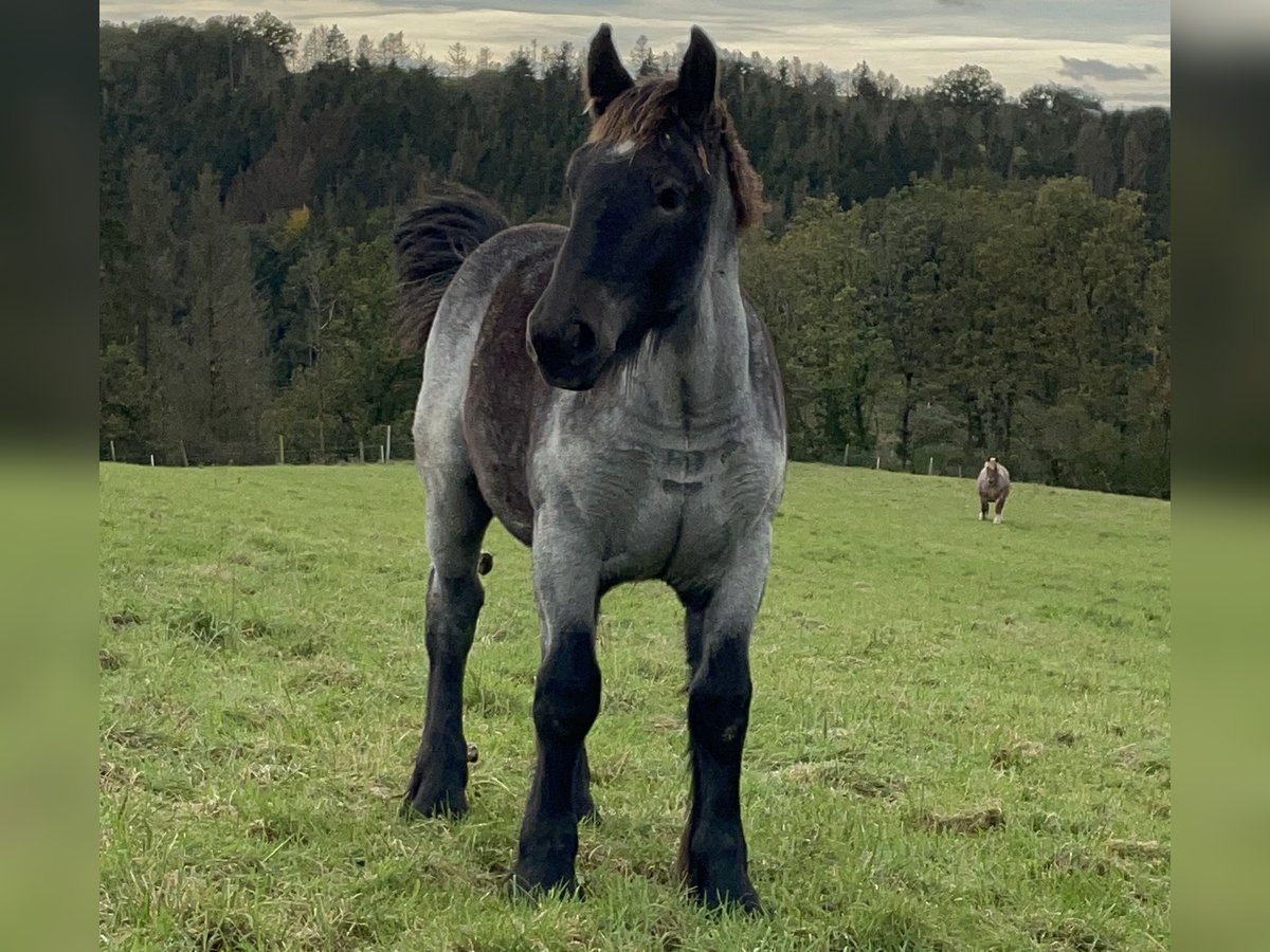 Ardennes Stallion Foal (03/2024) Gray-Blue-Tan in KUBORN