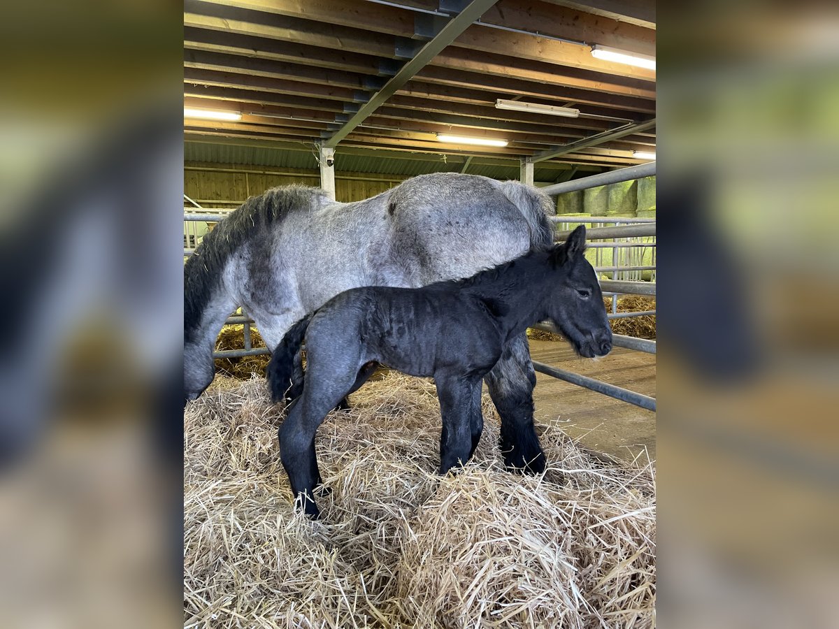 Ardennes Stallion Foal (03/2024) Gray-Blue-Tan in KUBORN