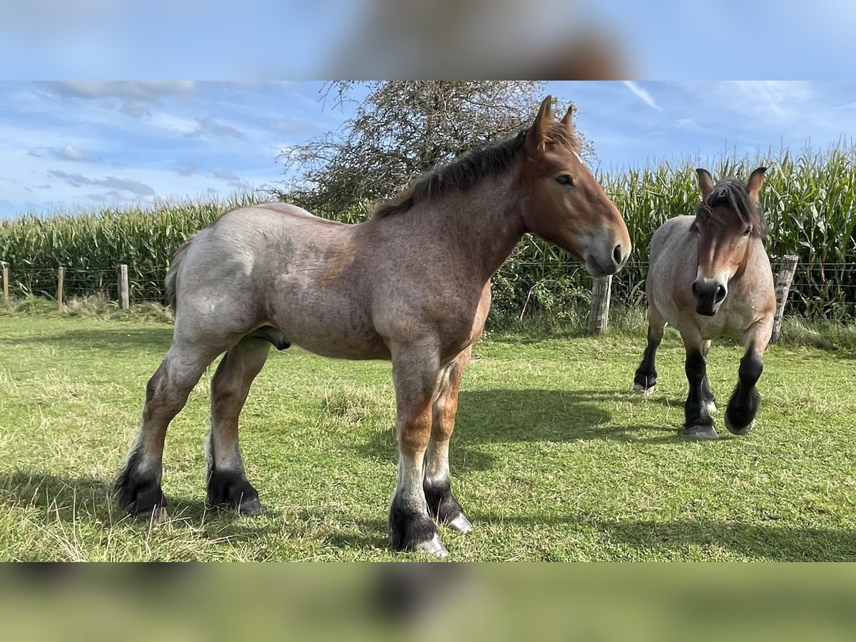 Ardennes Stallion Foal (01/2025) in KUBORN