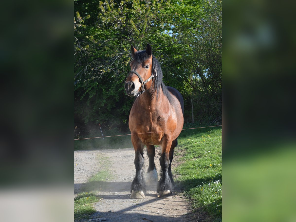Ardennese Giumenta 4 Anni 160 cm Baio in Kuborn