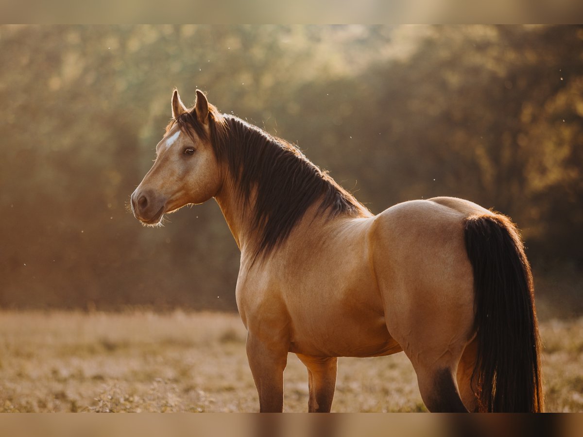 ARI Mustang (american) Stallion Buckskin in Maxsain
