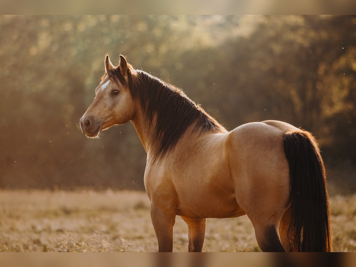 ARI Mustang (canadees) Hengst Buckskin in Maxsain