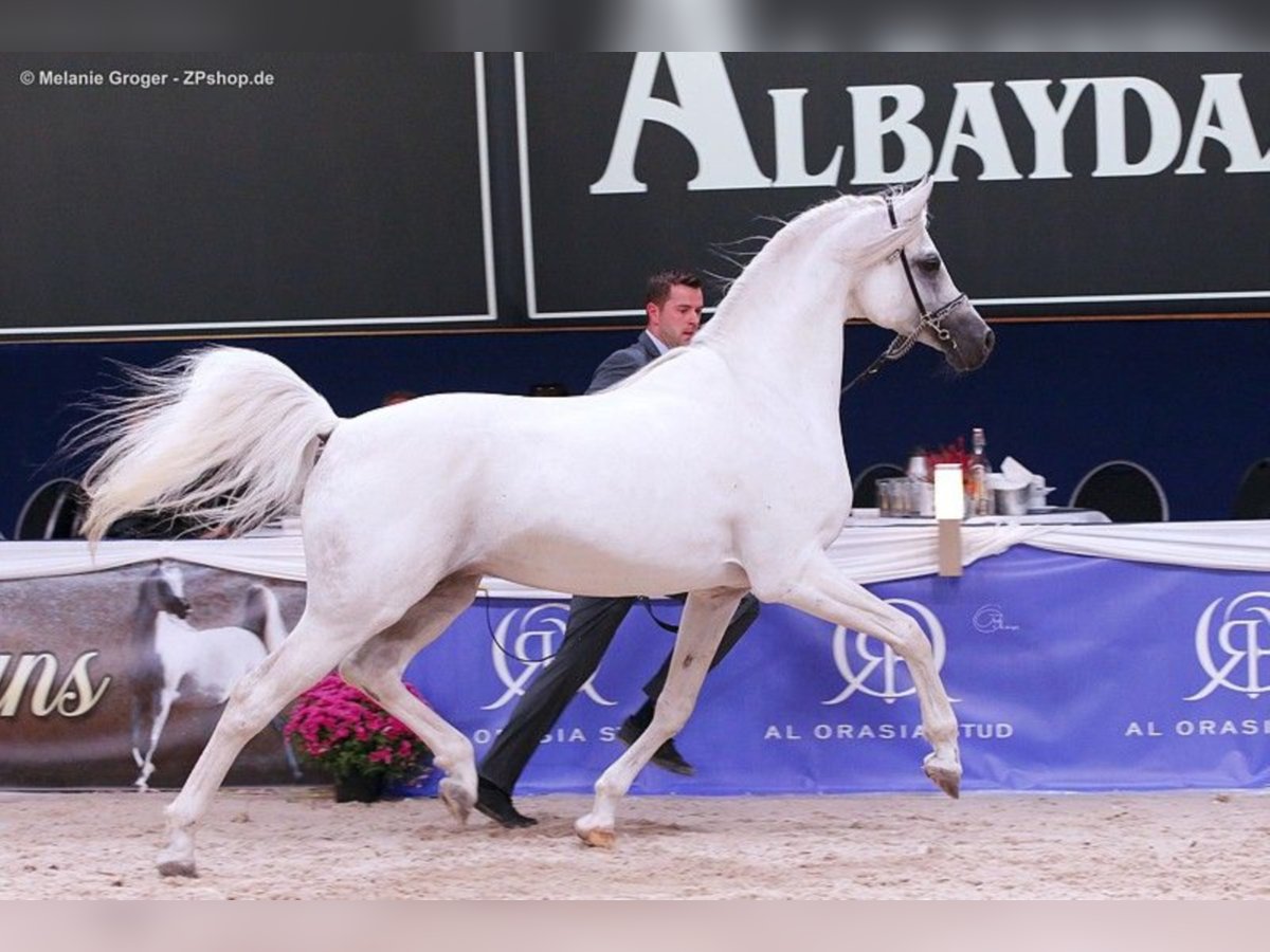 ARIAN SHAH Arabian horses Stallion Gray in Bad Oldelsoe