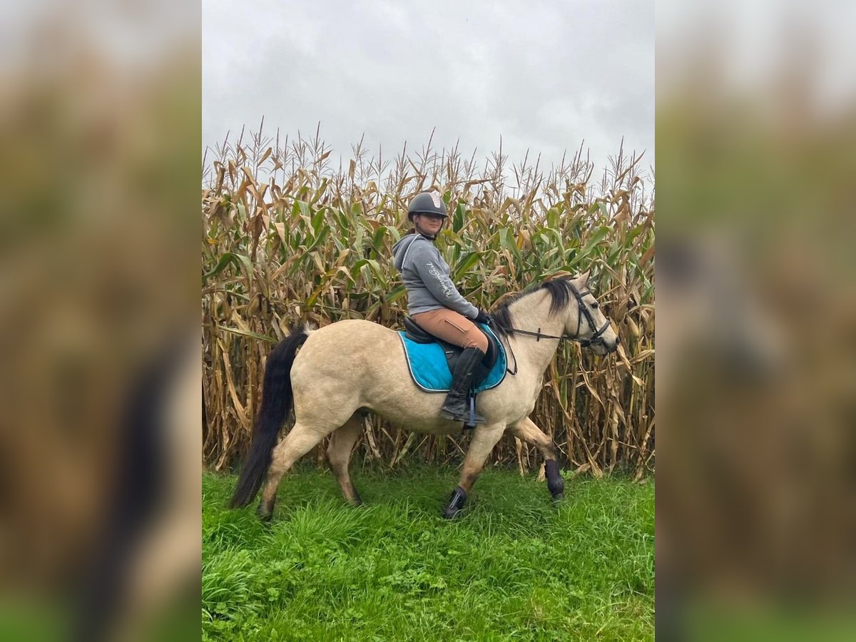 Asil Árabe Mestizo Caballo castrado 11 años 138 cm Bayo in OBIES