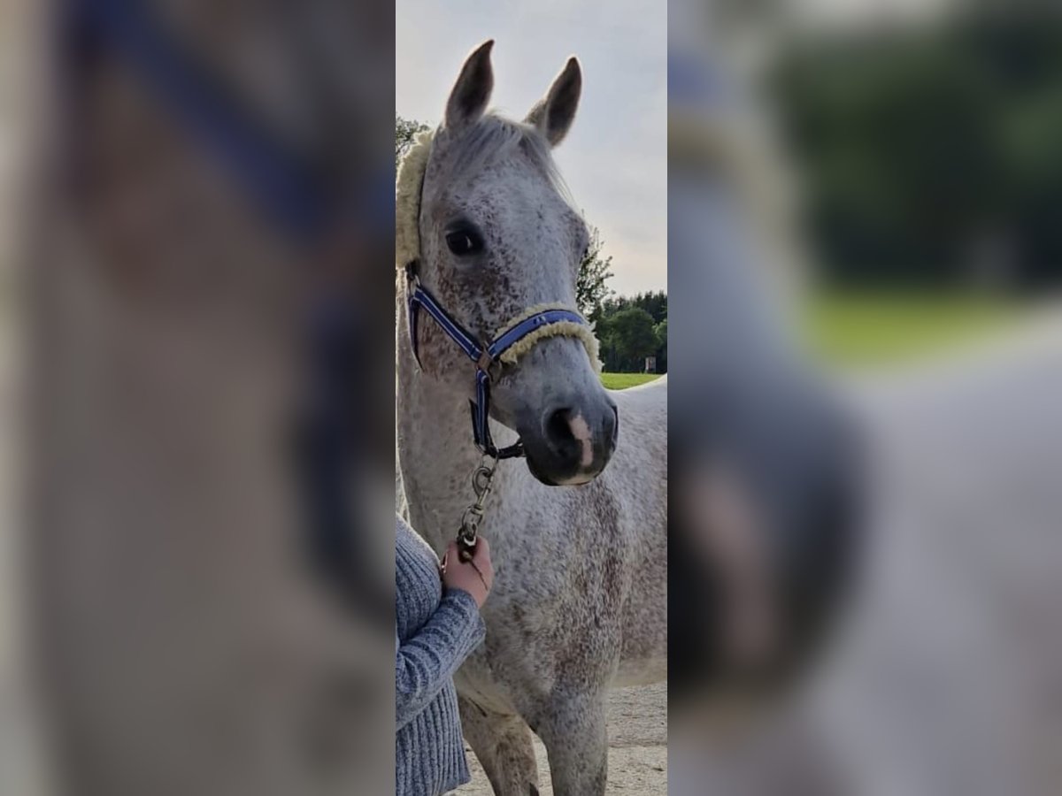 Asil Árabe Caballo castrado 11 años 158 cm Tordo picazo in Amstetten