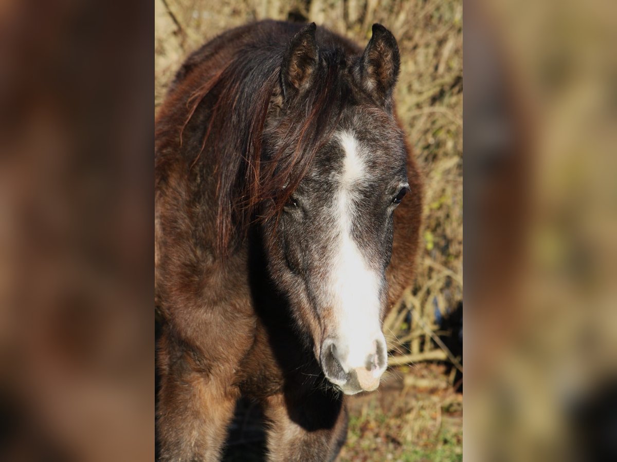 Asil Árabe Caballo castrado 2 años 152 cm Musgo in Reutlingen