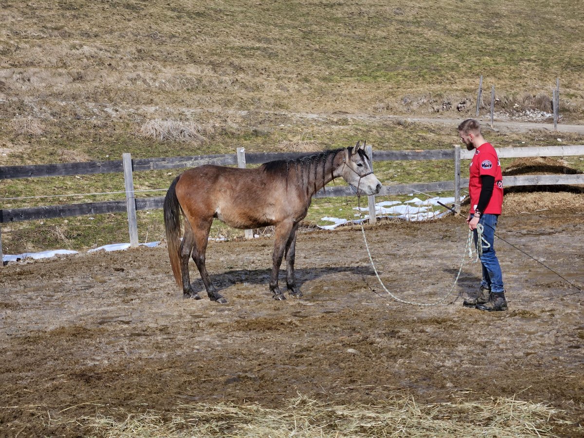 Asil Árabe Caballo castrado 3 años 155 cm Tordo in Achenkirch