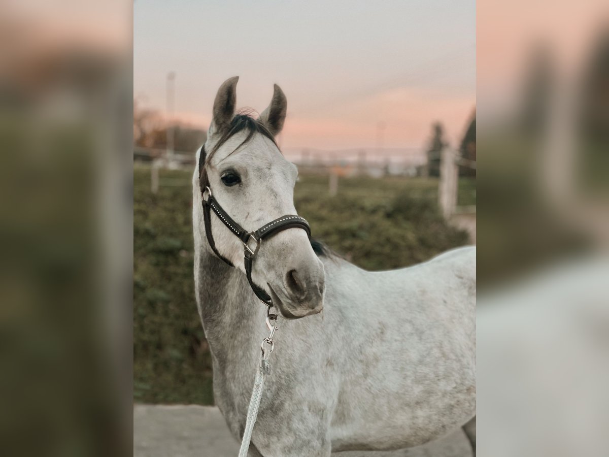 Asil Árabe Caballo castrado 6 años 150 cm Tordillo negro in ArgenbühlArgenbühl