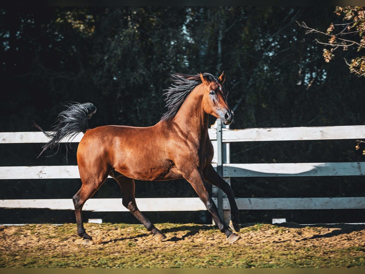 Asil Árabe Caballo castrado 7 años 152 cm Castaño in Skrzyszów