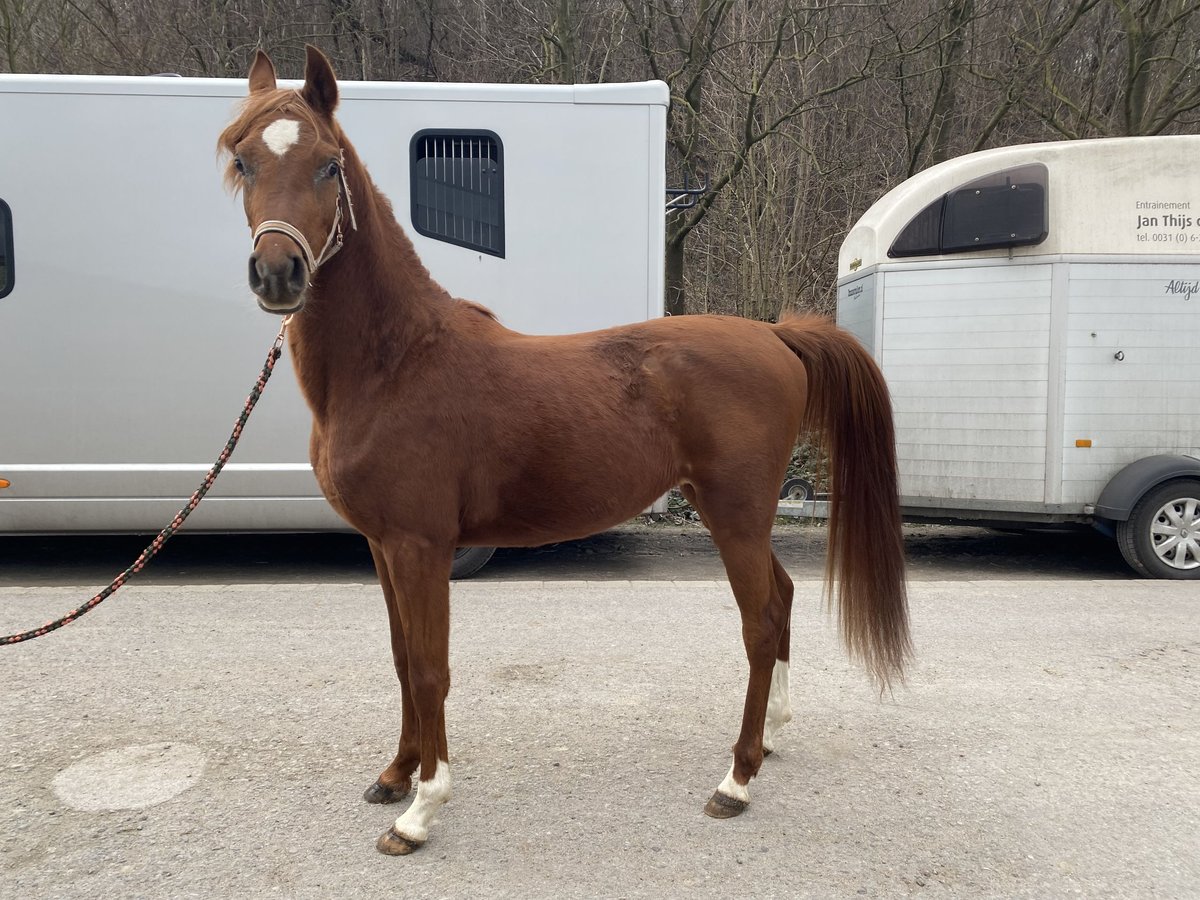 Asil Árabe Semental 3 años 150 cm Alazán in Gelsenkirchen