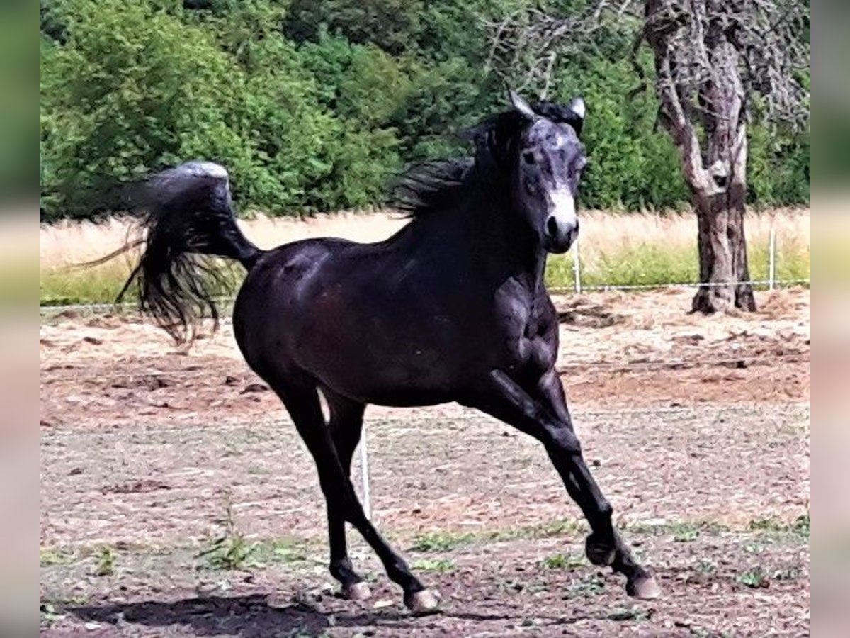 Asil Árabe Semental 3 años 150 cm Tordillo negro in Gersheim