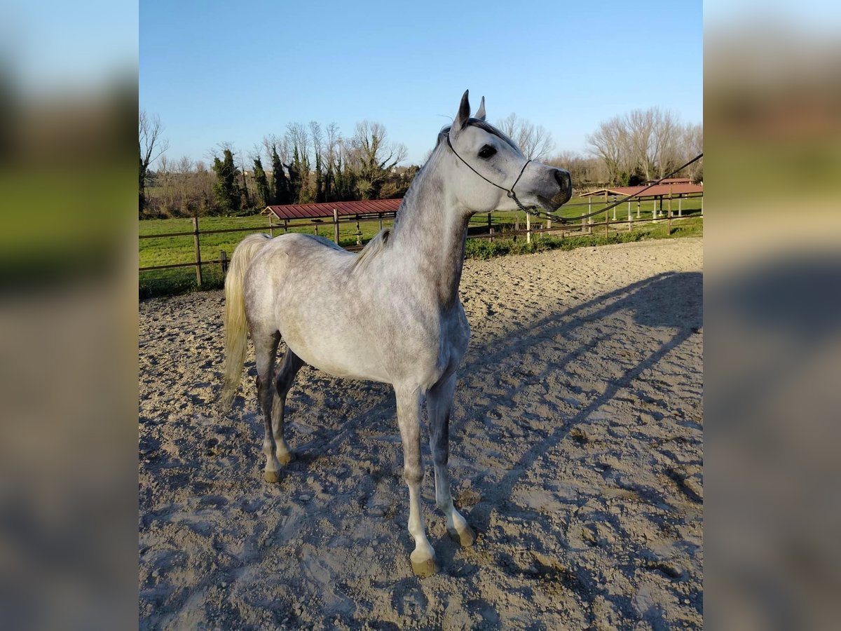 Asil Araber Hengst 7 Jahre 152 cm Schimmel in Morciano Di Romagna