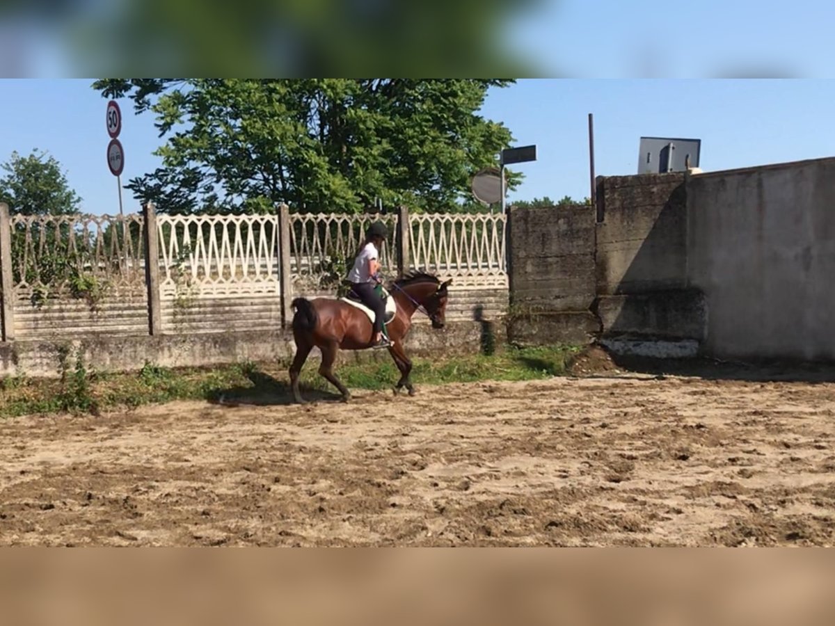 Asil Araber Stute 18 Jahre 155 cm Rotbrauner in Morimondo