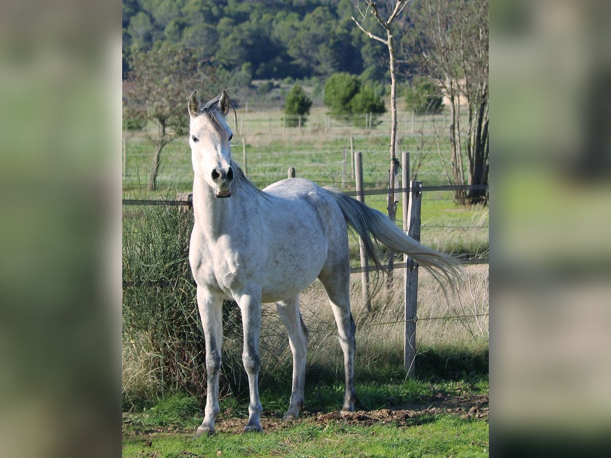 Asil Araber Stute 5 Jahre 152 cm Schimmel in Monze