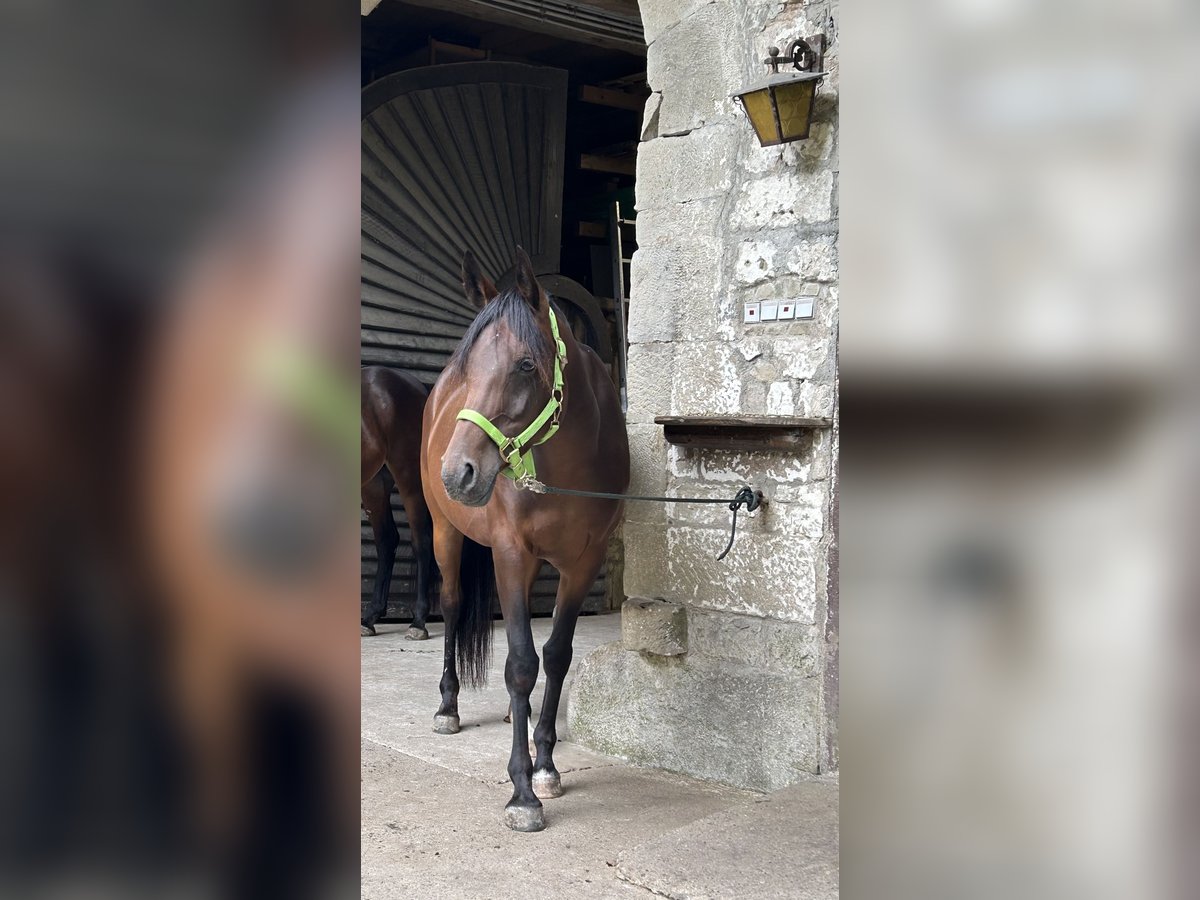 Asil Araber Stute 6 Jahre 154 cm Brauner in Witzenhausen